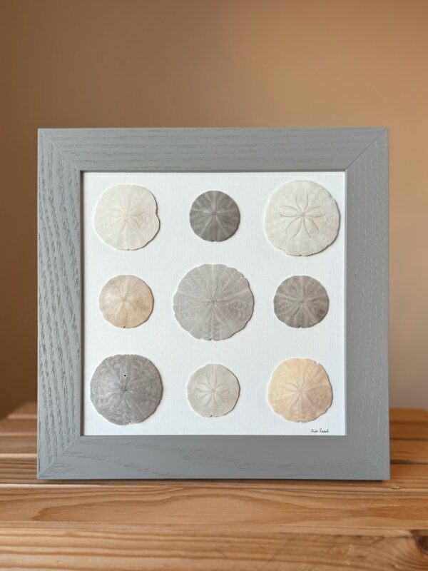 Sanddollars